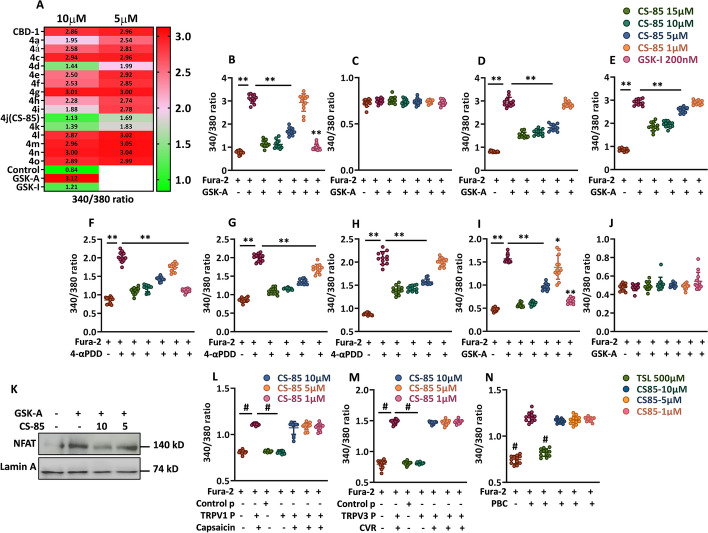CS-85 blocks TRPV4 mediated Ca2+ influx into the macrophages. A Fura-2 AM dye (3 µM) was loaded on A375 cells for 40 min in the dark, followed by one wash with calcium-free HBSS. The cells were then treated with test compounds at indicated concentrations for 15 min, and subsequently stimulated with TRPV4specific agonist GSK-A (100 nM) for an additional 15 min in calcium-containing HBSS (1.8 mM). The fluorescence was recorded at wavelengths of 340/510 and 380/510 (n = 3). B Fura-2 AM-loaded A375 cells were washed with HBSS and then treated with indicated concentrations of CS-85 in calcium-containing HBSS for 15 min. The cells were then stimulated with GSK-A (100 nM) for an additional 15 min, and fluorescence was measured at 340/510 and 380/510. Data are presented as 12 individual points from three independently performed experiments (n = 3). C Fura-2 AM-loaded A375 cells were washed with HBSS, followed by treatment with an indicated concentration of CS-85 in calcium-free HBSS for 15 min. This was followed by stimulation of cells with GSK-A (100 nM) for an additional 15 min, in the same medium. The fluorescence was measured at 340/510 and 380/510. Data are presented as 12 individual points from three independently performed experiments (n = 3). D, E Fura-2 AM-loaded A375 cells were either concurrently stimulated with GSK-A (100 nM) and CS-85 at indicated concentrations for 15 min (D), or the cells were first stimulated with GSK-A (100 nM) for 3 min followed by adding CS-85 at indicated concentrations for another 12 min (E). The fluorescence was measured at 340/510 and 380/510. Data are presented as 12 individual points from three independently performed experiments (n = 3). F, G, H Fura-2 AM was loaded on A375 cells. The treatment conditions were: pretreatment (15 min CS-85 pretreatment followed by stimulation with 4 α-PDD, F), cotreatment (CS-85 added concurrently with 4 α-PDD, G), and therapeutic conditions (CS-85 added 5 min after 4 α-PDD treatment, H). The 4 α-PDD treatment in all the experimental conditions lasted 15 min. The fluorescence was measured at 340/510 and 380/510. Data are presented as 12 individual points from three independently performed experiments (n = 3). I BMDMs were incubated with Fura-2 AM for 40 min, followed by a single wash in calcium-free HBSS. Subsequently, the cells were treated with CS-85 for 15 min, followed by stimulation with GSK-A (100 nM) in calcium-containing HBSS (I) and calcium-free HBSS (J) for an additional 15 min. Data are presented as 12 individual points from three independently performed experiments (n = 3). K BMDMs were stimulated with indicated concentrations of CS-85 for 30 min, prior to GSK-A (100 nM) stimulation for 4 h. The cytosolic fraction of cells was prepared using cytoplasmic fractionation buffer, and the nuclear fraction of NFAT1 was extracted by using RIPA lysis, which was analyzed by immunoblotting. L, M RAW 264.7 cells (2 × 104) were seeded in black optical-bottom plates. The cells were transfected with hTRPV1 or hTRPV3 plasmid DNA. 24 h after transfection, cells were loaded with Fura-2 AM dye for 40 min. The cells were then washed and treated with CS-85 at indicated concentrations for 15 min. The Trpv1-transfected cells were incubated with capsaicin, 5 µM for 12 min at 37 °C for TRPV1 activation (L), while Trpv3-transfected cells were stimulated with carvacrol (CVR), 300 µM for 12 min at RT for TRPV3 activation (M). N For TRPV2 activation, HCT (2 × 104) cells were seeded in black optical-bottom plates. The cells were loaded with Fura-2 AM dye for 40 min and washed. The cells were then treated with CS-85 or tranilast (TSL) for 15 min and then stimulated with probenecid (1 mM) for another 9 min at RT. The fluorescence was measured at 340/510 and 380/510. Data are presented as 12 individual points from three independently performed experiments (n = 3). Data are presented as mean ± SD or individual data points. **p < 0.001, compared with either GSK-A- or 4 α-PDD-treated cells as indicated in the respective figures. #p < 0.001 compared with capsaicin-, CVR-, or PBC-treated cells as indicated in panels L, M, and N