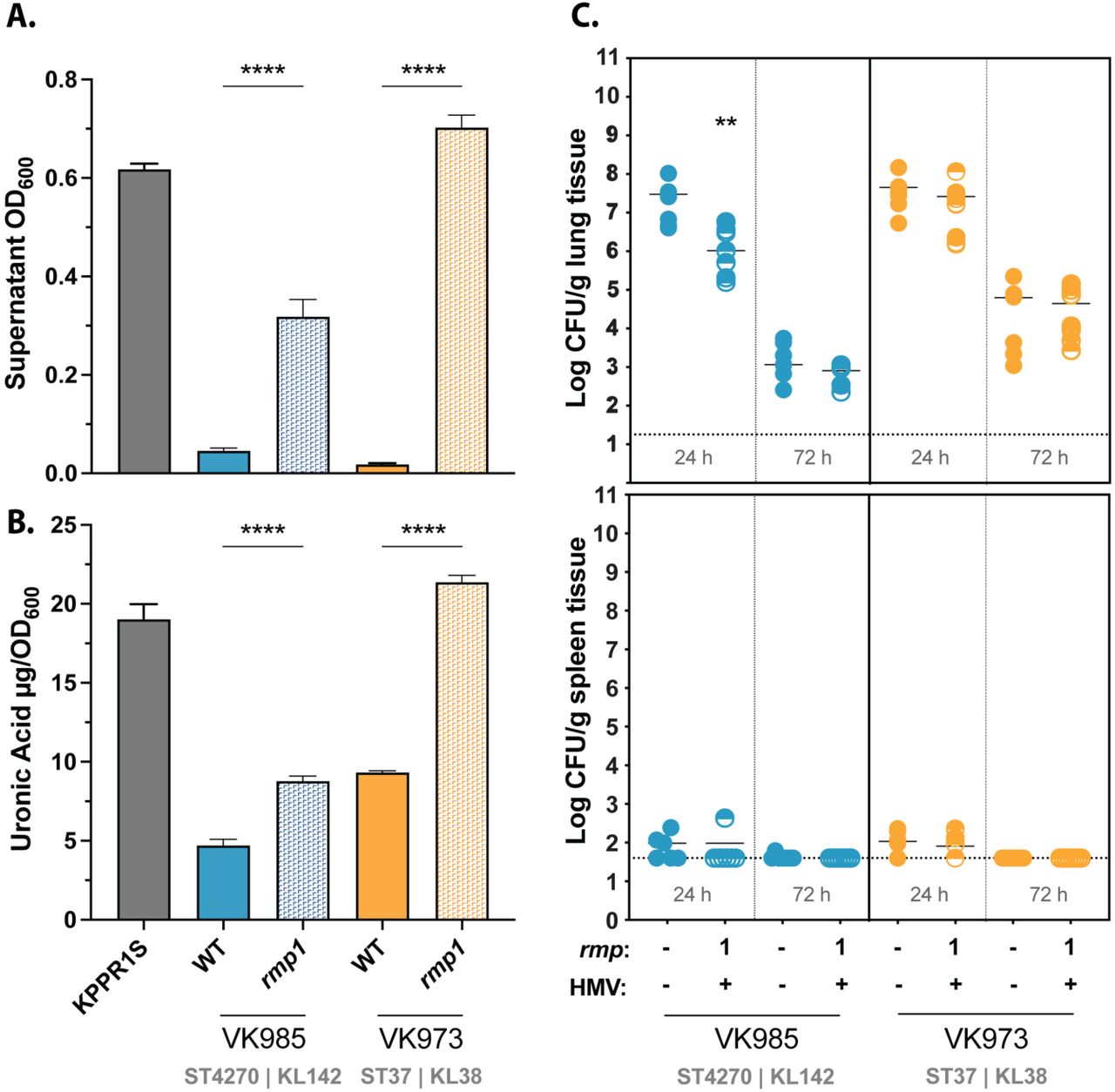 KL type alone does not determine rmp-dependent virulence of cKp isolates.Strains were assayed for (A) mucoviscosity, (B) uronic acid production, and (C) virulence in a mouse model. Mucoviscosity and uronic acid data were obtained from three biological replicates following growth for 5.5 hours in LB as described in Methods. Bars represent average values, error bars indicate standard deviations. One-way ANOVA with Tukey’s post-test was used to determine significance compared to parental strains. *, P < 0.05; **, P < 0.01; ***, P < 0.001; ****, P < 0.0001. C57BL/6J mice were inoculated with 2 × 107 CFU of the indicated strains; lungs (top) and spleens (bottom) were harvested at 24 and 72 hpi for bacterial enumeration. Each symbol represents one mouse, solid lines indicate median values, and dotted lines represent the limit of detection. Mann-Whitney test was applied to determine significance compared to parental strains. **, P < 0.005. Comparisons not indicated were not significant.