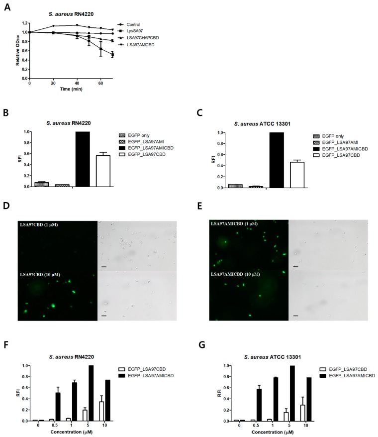 Determination of the role of the LysSA97 amidase domain. (A) Activity comparison of LysSA97 and LSA97CHAPCBD against S. aureus RN4220. Equimolar concentrations (2.0 μM) of purified enzymes from the full length and truncation constructs were added to a 1 ml suspension of intact S. aureus RN4220, cells and the relative decrease in turbidity was monitored. Relative cell binding activities of 10 μM of EGFP_LSA97AMI, EGFP_LSA97AMICBD, and EGFP_LSA97CBD with (B) S. aureus RN4220 and (C) S. aureus ATCC 13301. Optical and florescence images of S. aureus RN4220 after the addition of (D) EGFP_LSA97CBD and (E) EGFP_LSA97AMICBD at 1 μM (top) and 10 μM (bottom). At different concentrations, the relative cell binding activities of EGFP_LSA97CBD and EGFP_LSA97AMICBD were measured with (F) S. aureus RN4220 and (G) S. aureus ATCC 13301. The data shown are the mean values from three independent measurements and the error bars represent the standard deviations. The scale bar represents 2 μm.