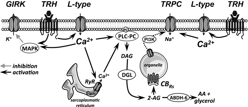 The illustration depicts an overview of the major TRH receptor signaling pathways in PVT neurons. The data are based on the current study and our recent reports on TRH receptors (52, 53).