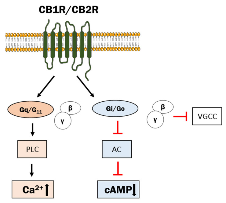 The scheme of receptor action of endocannabinoids. PLC—phospholipase C, AC—adenylyl cyclase. Inhibitory action is indicated by the red arrow.