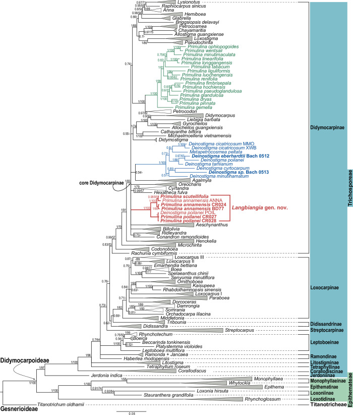 Simplified Bayesian inference tree of Didymocarpoideae based on combined trnL-F and ITS sequences.Numbers at the node indicate Bayesian posterior probability (≥ 0.5), with ML bootstrap value (≥ 50%) shown after slash (/). All genera except for Primulina, Deinostigma and Langbiangia gen. nov. are collapsed into triangles, with gray triangles denoting genera/clades that are fully supported in both Bayesian and ML analyses. The infrafamilial classification of Weber et al. 2013 [77] and Weber et al. 2020 [63] is followed. This tree is simplified from the S3 Fig. ML bootstrap values are retrieved from S5 Fig.