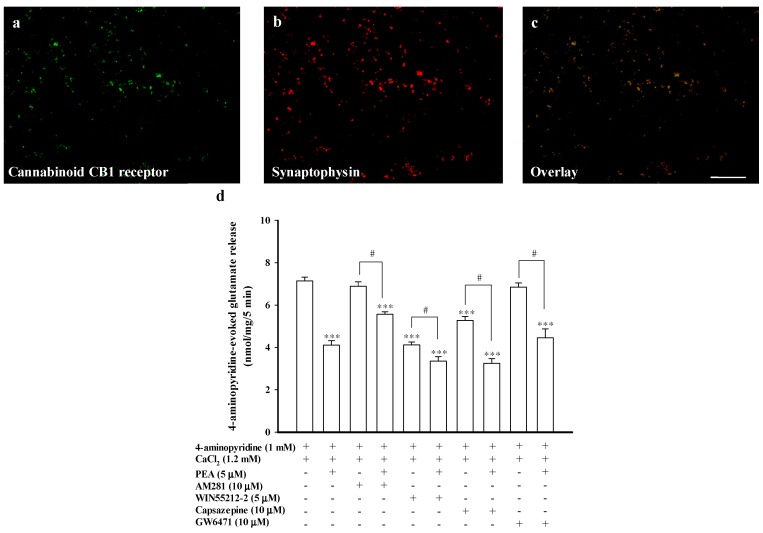 PEA-mediated inhibition of evoked glutamate release is partially blocked by the selective cannabinoid CB1 receptor antagonist AM281. Synaptosomes were fixed onto polylysine-coated coverslips and double stained for immunocytochemistry with antisera against cannabinoid CB1 receptors (red in (a)) and the vesicular marker synaptophysin (green in (b)). Merged panels are shown in (c) (orange). Scale bar, 10 μm; (d) Bar graph showing glutamate release induced by 1 mM 4-aminopyridine in the absence (control) or presence of 5 μM PEA, 10 μM AM281 (an antagonist of cannabinoid CB1 receptor), 10 μM AM281 and 5 μM PEA; 5 μM WIN55212-2 (an agonist of cannabinoid CB1 receptor), 5 μM WIN55212-2 and 5 μM PEA; 10 μM capsazepine (an antagonist of TRPV1); 10 μM capsazepine and 5 μM PEA; 10 μM GW6471 (an antagonist of PPARα); or 10 μM GW6471 and 5 μM PEA. Results are mean ± SEM of 5–7 independent experiments. *** p < 0.001 versus control group. # p < 0.05 versus the AM281-treated group.