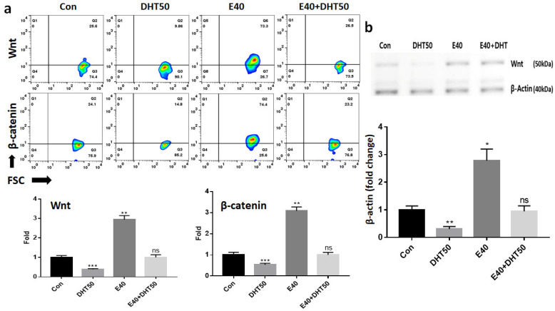 Effect of E40 on the expression of middle stream markers in feather formation. (a) Fluorescence in situ hybridization (FISH) analysis using fluorescently labeled anti-mRNA probes for each marker (Wnt and β-catenin). (b) Western blot analysis of Wnt protein expression levels. Band intensities were quantified using iBright FL1000 (Invitrogen, Thermo Fisher Scientific) and iBright Analysis Software (version 4.0.1). All values were normalized to β-actin expression levels, and the data represent relative fold-change from three independent experiments. Con: control; DHT50: dihydrotestosterone, 50 ng/mL; E40: hemp seed callus-derived exosomes, 40 µg/mL; E40 + DHT50: mixture; ns: not significant (* p < 0.05, ** p < 0.01, *** p < 0.001).