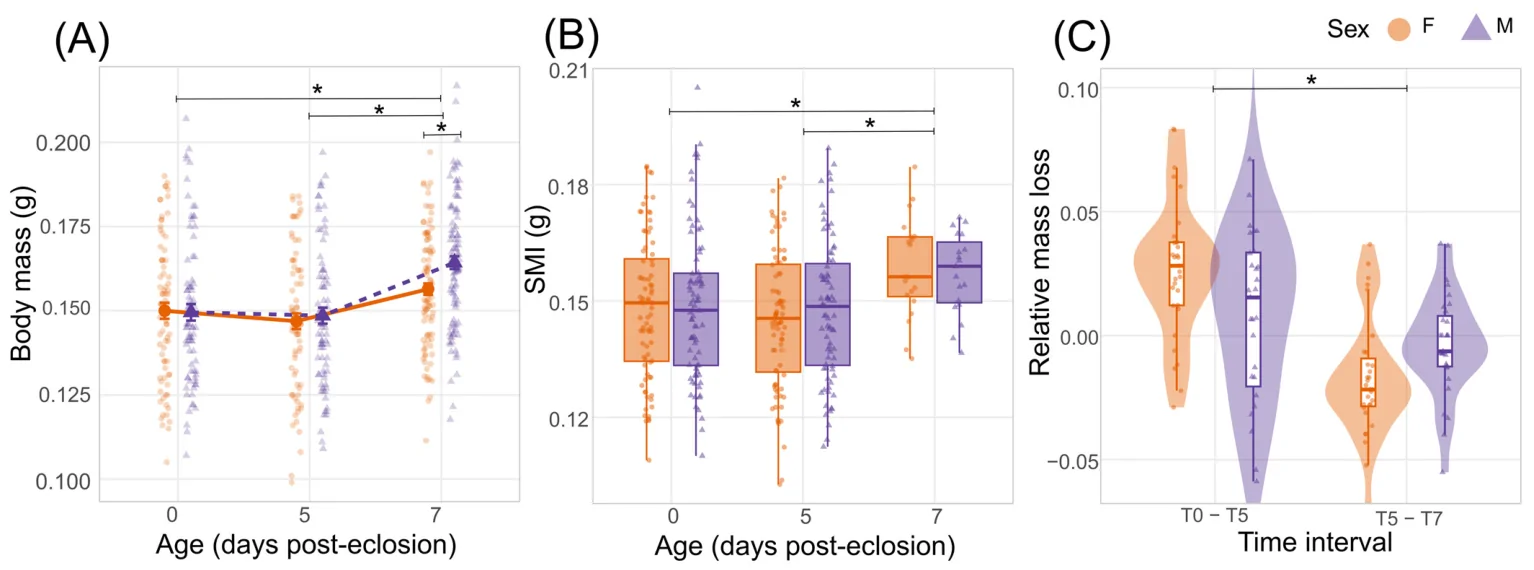 Physiological variation in energetic body mass allocation and metabolic parameters in Tenebrio molitor during early adult maturation. Total body mass fluctuations (A) and progression of the Scaled Mass Index (B) recorded at 0, 5, and 7 days post-eclosion across female and male cohorts. (C) Relative mass loss profiles evaluated between the specific maturation intervals Δmass0–5; Δmass5–7), highlighting the primary energetic investment phase occurring immediately post-eclosion. Asterisks indicate statistically significant differences (p < 0.05).