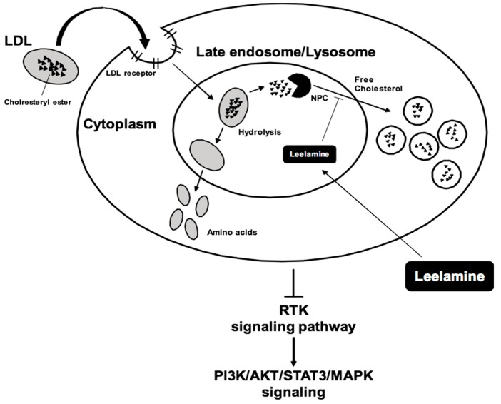 The potential mechanism(s) of action of leelamine. LDL: low-density lipoprotein; NPC: Nuclear Pore Complex.
