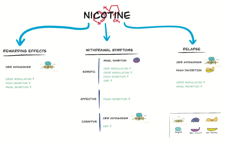 Main targets involving the different elements of the endogenous cannabinoid system for the treatment of the addictive properties of nicotine. Those targets in which the results are controversial or require further investigation are represented in color.