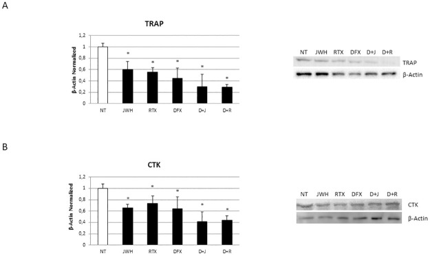 Effects of treatments on osteoclast biomarkers expression.Protein expression of TRAP (A) and Cathepsin K (CTK) (B) in OCs, differentiated or not in presence of DFX [5μM], from 5 Childhood cancer survivors (CCS) after 48h of exposure with JWH-133 [100nM] and RTX [5μM], determined by Western Blot starting from 15 μg of total lysate. The most representative images are showed. The Image Studio Digits software has been used for the protein bands density detection. The intensity ratios of immunoblots compared to CTR, considered as 1, were quantified after normalization with the housekeeping protein β-Actin. Histogram shows the relative quantification for TRAP and CTK as mean ± SD of independent experiments on each individual sample. For statistical analysis it has been used ANOVA test followed by a post hoc test. *Indicates p ≤ 0.05 compared to the untreated control (NT).
