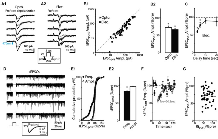 Prolonged depolarization of postsynaptic dSACs reduces CFF-EPSCs. (A1) Light-evoked CFF-EPSCs recorded during five consecutive trials from dSACs that were exposed to a 5-s depolarization to 0 mV. Black traces (“Pre”) reflect CFF-EPSCs evoked prior to the depolarization; gray (“post”) reflects EPSCs evoked 2.5 s after the depolarization. The boxed inset at bottom illustrates the protocol. (A2) Results from a second, similar recording in which CFF-EPSCs were evoked by electrical stimulation in aPC. (B1) Summary of 61 recordings from dSACs in which the EPSC evoked after the 5-s depolarization is plotted vs. the EPSC recorded prior to the depolarization. Nearly all of the data points lie below unity (dashed line), indicating depolarization-induced suppression. Open circles: light-stimulation in ntsr1-ChR2-YFP slices, n = 18; filled circles: electrical stimulation in WT slices, n = 43. Each data point reflects one dSAC recording (averages of 3–23 trials per condition per cell). (B2) Prolonged depolarization of the dSAC significantly reduced CFF-EPSCs evoked by both light (left) and electrical stimulation (right). Data are from part (B1). *p < 0.001. (C) Values for mean ± standard error of the mean (SEM; n = 7) for the normalized CFF-EPSC recorded at various time intervals after the end of the 5-s depolarization. Note that the depolarization-induced reduction in the CFF-EPSC was mainly over by 10 s after the end of the depolarization. *p ≤ 0.014, paired t-test, n = 7. (D) Five consecutive current traces (band-pass filtered at 0.01–10 kHz) recorded from a dSAC in which the effect of a 5-s depolarization was tested on spontaneous EPSCs (sEPSCs). Note the decrease and then recovery of the sEPSCs following the depolarizations. The boxed inset at bottom includes the averaged sEPSCs recorded before and just after the depolarization for this experiment. (E1) Summary from 86 dSAC recordings in which the effect of the depolarization of the test dSAC on sEPSCs was tested, plotted as a cumulative distribution of normalized sEPSC frequency and amplitude. Vertical dashed line: no depolarization-induced suppression of excitation (DSE). Each point reflects one dSAC. (E2) Summary of depolarization effects on sEPSC frequency and amplitude plotted as histograms. *p = 0.01, paired t-test, n = 86. (F) The effect of dSAC depolarization on sEPSC frequency plotted as a function of time after the end of depolarization. Results reflect 48 experiments in which sEPSC frequency measured 5 s after the end of the depolarization was ≤ 90% of control. Gray line: mono-exponential regression of the average data points (time constant = 20.2 s). (G) Effect of the 5-s depolarization on the CFF-EPSC plotted as a function of the effect on cell input resistance (Ripost). Measurements, occurring before and 2.25 s after the end of the depolarization, reflect 48 experiments as in Part (F). Line: linear regression fit, R2 = 0.0008, p = 0.8).