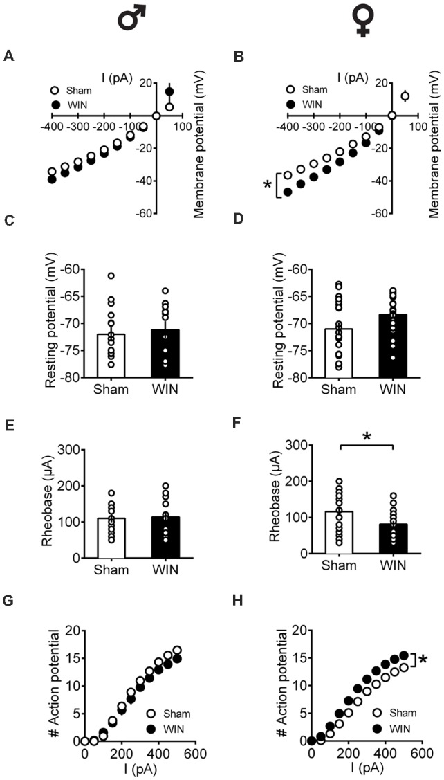 Sex-specific alteration of pyramidal neurons’ intrinsic properties in adult rats 24 h following single in vivo cannabinoid administration. Rats received a single administration of WIN55,212-2 (WIN, 2 mg/kg, s.c.) 24 h before. Current–voltage plot from visually identified pyramidal neurons recorded from adult rats showing no difference in cell voltage in response to current steps between Sham and WIN groups of adult male rats (A). In contrast, membrane potentials were altered in adult WIN-treated females compared to control group (B). The resting membrane potentials were similar to that of control in adult males (C) and females (D) 24 h following single WIN exposure. Quantification of neuronal spiking properties showed no change in the rheobase of males (E), but a marked reduction in the female WIN-treated group (F). The number of evoked action potentials in response to increasing depolarizing current step was similar in Sham and WIN-treated males (G). In contrast, females showed a higher number of action potentials 24 h after WIN treatment (H). Male: Sham, n = 16 cells/6 rats; WIN, n = 12 cells/5 rats; Female: Sham, n = 16 cells/6 rats; WIN, n = 20 cells/7 rats. Scatter dot plot represents one cell. Data represent mean ± SEM. *p < 0.05, Mann-Whitney test (B), Bonferroni’s multiple comparisons test (F). ♂ Males; ♀ Females.