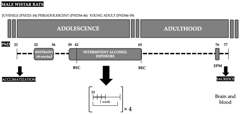Experimental design of the study. Adolescent male rats were exposed to a repeated restraint stress (90 min/day for 5 consecutive days) from PND32 to PND36 followed by an intermittent alcohol exposure using a binge drinking procedure from PND39 to PND63. Ethanol solution was administered by intragastric gavage at doses of 3 g/kg, 4 days/week for 4 weeks. BEC values were determined 1 h after the alcohol administration at PND42 (last day of first week of alcohol exposure) and PND63 (last day of alcohol exposure). Spontaneous motor activity and anxiety-like behaviors were evaluated 2 weeks after the last administration of alcohol using the EPM. All animals were sacrificed at PND77, and brain and blood samples were collected for determinations. Abbreviations: BEC = blood ethanol concentration; EPM = elevated plus-maze; PND = postnatal day.