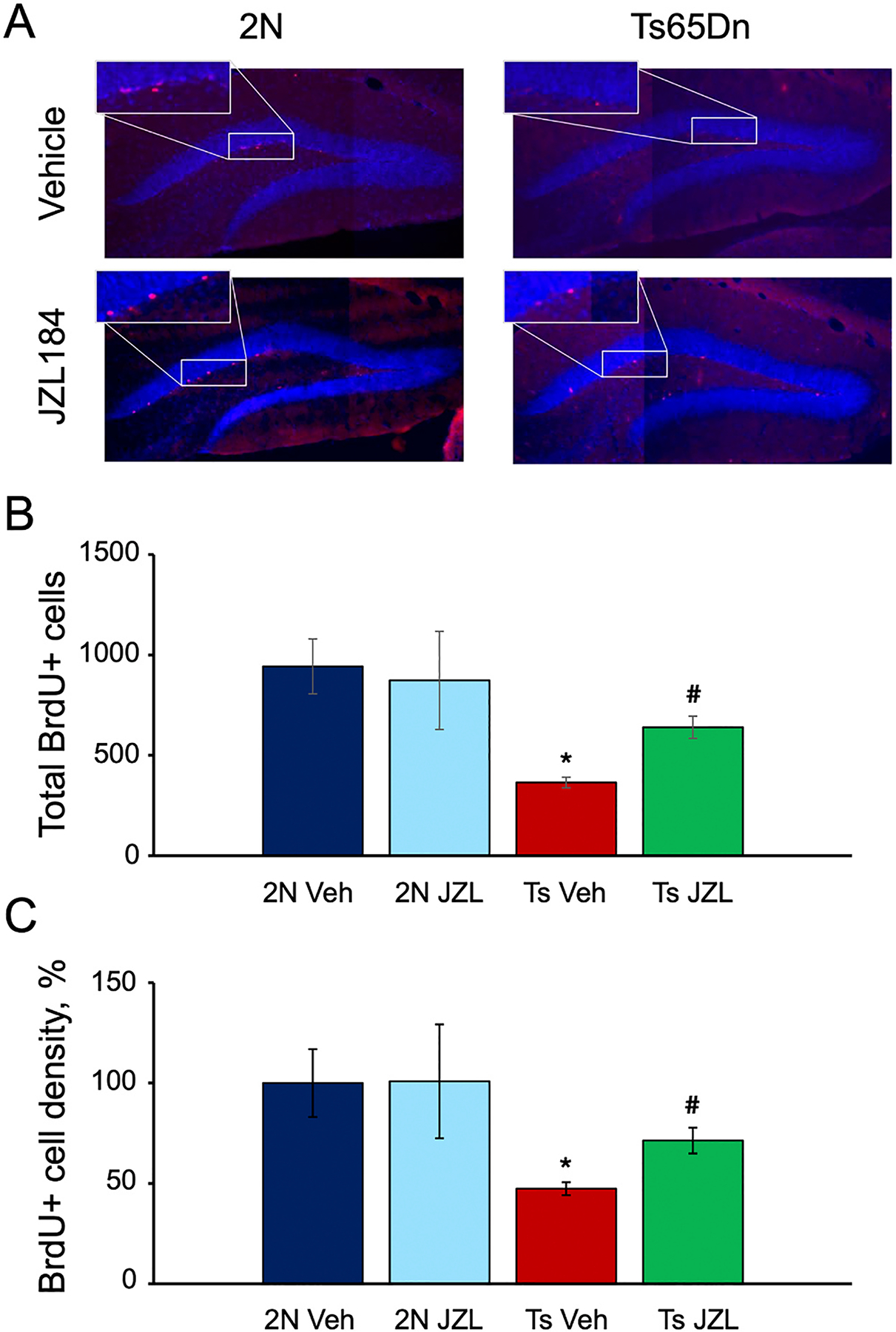 Chronic treatment with JZL184 improved adult neurogenesis in Ts65Dn DG. A. Representative images of DG sections co-immunostained for BrdU (red) and DAPI (blue). The number of BrdU-positive cells was reduced in the DG of vehicle-treated Ts65Dn vs. 2 N mice and partially restored in the DG of JZL184-treated Ts65Dn mice. B, C. Quantification of the data. Both the total number (B) and linear density (C) of BrdU-positive cells was significantly reduced in Ts65Dn Veh vs. 2 N Veh DG (red vs. dark blue) and increased in Ts65Dn JZL vs. Ts65Dn Veh DG (green vs. red). * p < 0.05, compared with 2 N Veh; # p < 0.05, compared with Ts Veh.