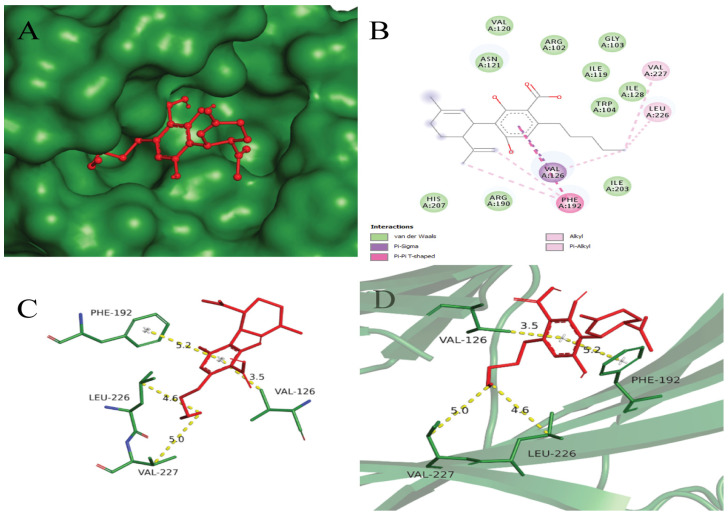 (A) Surface mapping of 6W9C-Cannabidiolic acid complex with forest green and red colors, respectively. (B) Showing 2D interaction view of Cannabidiolic acid with the SARS-CoV-2 PLpro receptor. The legend for the interactions involved is given in the left lower box. (C) Labeled interacting residues with Cannabidiolic acid and calculated distance. (D) Cannabidiolic acid (red color) and interacting residues (forest green) in stick representation, while receptor is in cartoon form with 50% transparency.