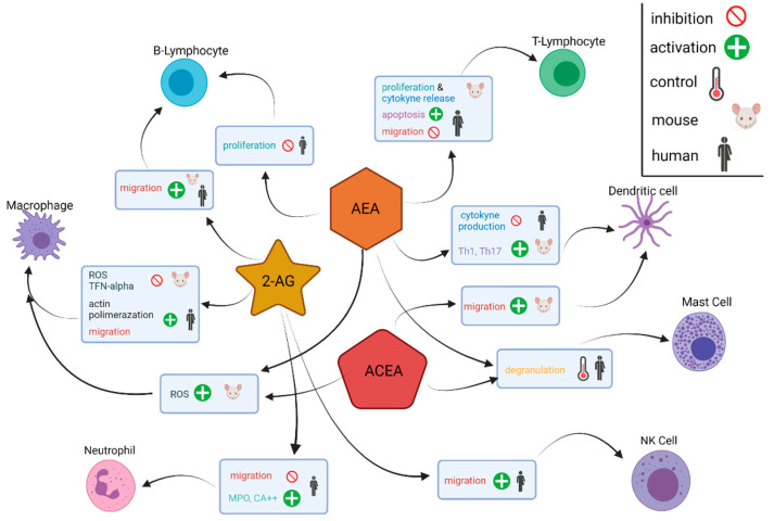 Diagram depiction of the molecular effects of the cannabinoids AEA, ACEA and 2-AG on different immune cells. Immune cells within the tumour microenvironment express receptors of the endocannabinoidome and release endocannabinoids and endocannabinoid-like molecules. Arachidonyl-2’-chloroethylamide, ACEA; anandamide, AEA; 2-arachidonoylglycerol, 2-AG; myeloperoxidase, MPO; reactive oxygen species, ROS; T helper 1 cells, Th1; T helper 17 cells, Th17; tumour necrosis factor-alpha, TNF-alpha.