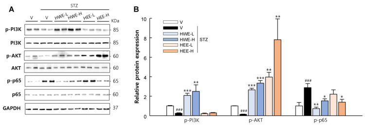 Effects of hemp root extracts on insulin signaling in skeletal muscle. (A) Representative western blot images of phosphorylated-PI3K, PI3K, phosphorylated-AKT, AKT, phosphorylated-p65, and p65 in the skeletal muscle and (B) corresponding quantitative data. V, vehicle; HWE-L, hemp root water extract at low dose; HWE-H, hemp root water extract at high dose; HEE-L, hemp root ethanol extract at low dose; HEE-H, hemp root ethanol extract at high dose. Data are shown as means ± SEM (n = 4). ### p < 0.001 vs. non-STZ vehicle group; * p < 0.05, ** p < 0.01, *** p < 0.001 vs. STZ-vehicle group.