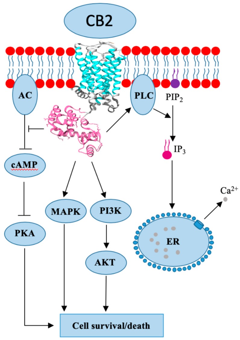 Cannabinoid receptor 2 (CB2) crystal structure and mode of action.