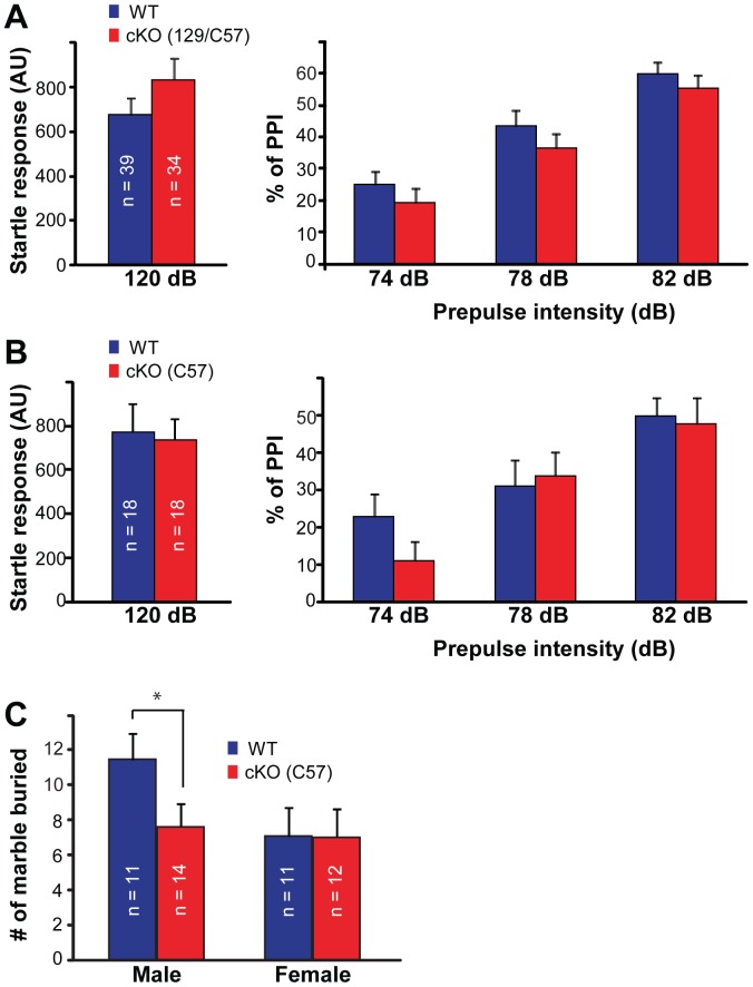Cx-mGlu5 mice exhibit normal sensorimotor gating and a slight reduction in repetitive behaviors.(A,B) Sensorimotor gating was measured by prepulse inhibition (PPI) of the acoustic startle response in Cx-mGlu5 KO mice in C57/129 mixed (A) or in C57BL/6 background (B) and their littermate controls. Summaries of the maximum startle response to a 120 dB white noise sound burst are shown in the left panel. Summaries for the inhibition of the acoustic startle response by either one of three prepulse levels (74, 78 and 82 dB) are shown on the right. (C) Summaries for the number of marbles buried by Cx-mGlu5 KO and control mice in C57BL6 background.