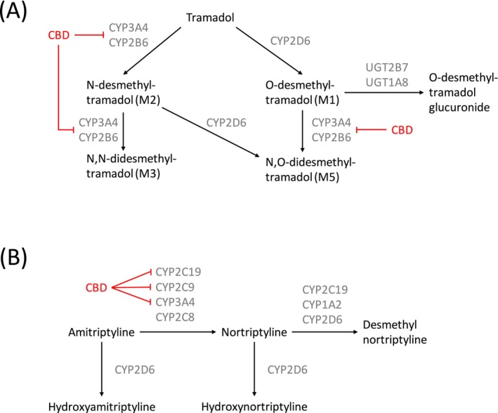 Expected action of CBD on tramadol and amitriptyline metabolism.