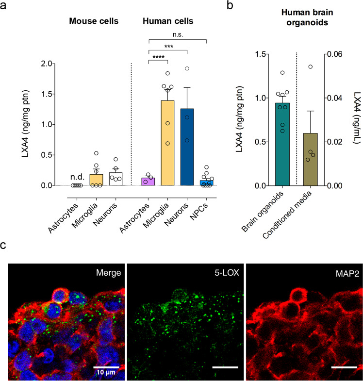 LXA4 is produced by neurons and microglia.a Levels of lipoxin A4 (LXA4) in primary cultures enriched in astrocytes, microglia or neurons derived from mice (left) (N = 5 for astrocytes and neurons, 6 for microglia) or in human iPSC-derived astrocytes, microglia, neurons, or neural progenitor cells (NPCs) (N = 3 for astrocytes and neurons, 6 for microglia, and 10 for NPCs). Unpaired two-tailed one-way ANOVA with Šidák post hoc test (***p < 0.001; ****p < 0.0001; n.s. nonsignificant). n.d. not detected. b Levels of LXA4 in the lysates (green bar) or conditioned media (brown bar) of human brain organoids (N = 8 for lysates, 4 for conditioned media). c Representative images of immunofluorescence experiments (5-lipoxygenase, 5-LOX immunoreactivity: green; microtubule-associated protein 2, MAP2 immunoreactivity: red; DAPI: blue; N = 3) in human iPSC-derived brain organoids. Scale bar: 10 μm.
