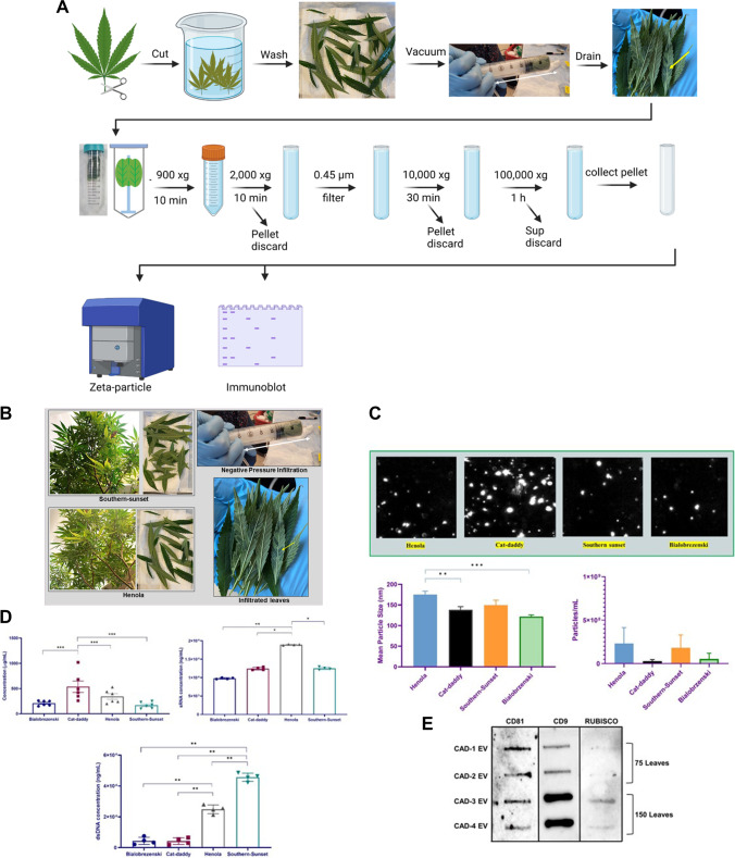 Differential expression of cannabis-derived PDEVs. A Diagram showing PDEV isolation workflow. B 75–150 leaves of each cultivar were picked and subjected to washing, negative pressure infiltration, and two rounds of high-speed ultracentrifugation. PDEVs were pelleted and quantitated for further use. C PDEVs particle size and concentration was quantitated via particle tracking analysis. D PDEVs were subjected to protein, RNA, and DNA analysis. E PDEVs were subjected to protein analysis via slot-blot analysis. Statistical analysis on obtained data points was performed using one-way analysis of variance (ANOVA) with Tukey post hoc analysis. Statistical significance is indicated by the mean ± standard deviation (SD) and is defined as P ≤ 0.05 ( ∗), P ≤ 0.01 (∗ ∗), and P ≤ 0.001 (∗ ∗ ∗)