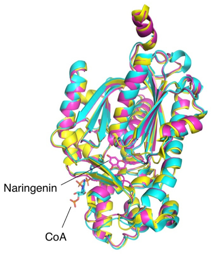 Superimposed structures of OLS (cyan, PDB 6GW3 [23]), stilbene synthase (yellow, PDB 1U0U [28]), and chalcone synthase (purple, PDB 1CGK [29]). Shown ligands CoA and naringenin are co-crystallized with OLS and chalcone synthase, respectively.