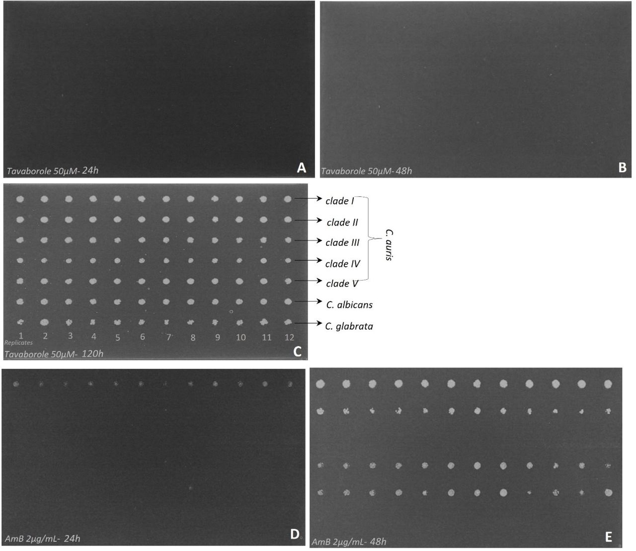 Comparison of the primary in-vitro screening of Tavaborole (50 µM) and AmB (2µg/mL) against C. auris clades I–V, C. albicans and C. glabrata. (A-C) No visible fungal growth was observed in the presence of Tavaborole for up to 120h (fungistatic) of incubation. (D-E) Limited fungal growth was observed following 48h of incubation with AmB.