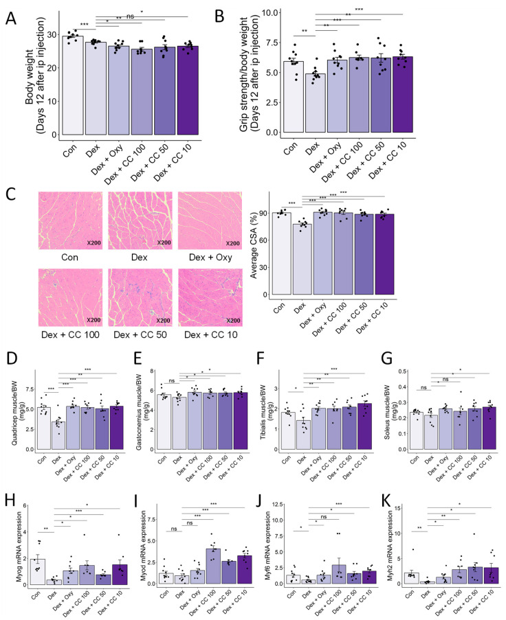 CC protects Dex-induced muscle weakness. (A) Body weight. (B) Grip test strength measured before sacrifice. (C) Gastrocnemius (GA) muscles were stained with H&E staining, and representative images were shown. The average cross-sectional area (CSA) of GA muscle fiber was quantified by ImageJ. (D–G) Quadriceps (D), gastrocnemius (E), tibialis (F), and soleus (G) muscle masses relative to total body weight. (H–K) mRNA expression levels of Myog, Myod1, Myf6, and Myh2 in tibialis muscle. β-actin was used as a housekeeping gene control. Data are shown as mean ± SE, n = 8–10. The black dots on the bar graph represent the data values for each mouse on the x-axis. * p < 0.05, ** p < 0.01, and *** p < 0.005, ns (not significant) p > 0.05.