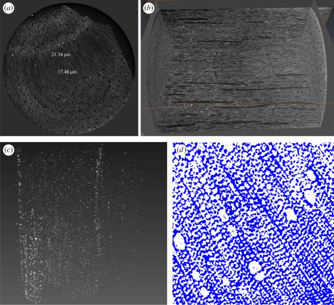 CT scanning measurement data: (a) volume rendering of a hemp shiv specimen cross section, (b) internal structure, (c) distribution of warts and (d) cross-section image segmented with the global LA-Kriging method (threshold 125). White is air pore and blue is solid.