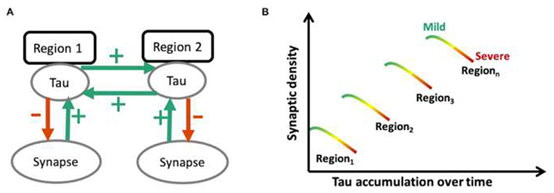 Schematic diagram illustrating the predicted toxic effect of tau on synaptic density as a function of disease severity.At a regional level (A) synaptic density promotes the spread of tau within the region, but also from one region to another functionally connected region (for example from Region 1 to Region 2 or vice versa; depicted by green arrows). Tau is however toxic to synapses, such that at a regional level it leads to a loss of synapses as the disease progresses. (B) Tau burden within a given region therefore, depends on a region’s baseline synaptic density: for example, Region 3, with a high baseline synaptic density, would accumulate more tau in the mild stages of disease (green); but as the disease progresses over time, to moderate and advanced stages (yellow and red, respectively), with increasing tau accumulation, tau induced synapto-toxicity occurs with a decline in the number of synapses within any given region. The prediction would therefore be that, whilst in mild disease the degree of tau accumulation is dependent on baseline synaptic density, as the disease progresses this relationship breaks down, moving towards a negative association between tau accumulation and synaptic density.