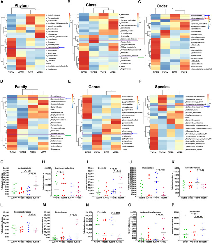 THC supplementation reduces gut dysbiosis and increases Clostridia and serotonin-producing L. plantarum levels in the jejunum of SIV-infected ART-treated RMs.Relative abundance of bacterial (A) phyla, (B) class, (C) order, (D) family, (E) genus, and (F) species in jejunum contents, showing the enrichment of Actinobacteria (P = 0.03) [(A) and G], reduction in Gammaproteobacteria [(B) and H], and increased Clostridia [(B) and I] in THC/SIV/ART RMs. Significantly reduced relative abundance of bacterial orders Bacteroidales (P = 0.0026) [(C) and J] and Enterobacterales (p = 0.02) [(C) and K] in THC/SIV/ART RMs. Family-level analysis showing significantly reduced Enterobacteriaceae (P = 0.02) [(D) and L] and increased Clostridiaceae (P = 0.05) [(D) and M] in THC/SIV/ART RMs. [(E) and N] Genus-level analysis showing significantly reduced Prevotella (P = 0.0018) in THC/SIV/ART RMs. [(F) and O] Species-level analysis highlighting the enrichment of serotonin-producing L. plantarum (P = 0.04) in THC/SIV/ART RMs. (P) Increased relative abundance of cholesterol-metabolizing Oscillibacter (P = 0.04) in colonic contents of ART-naïve THC/SIV RMs. Differential analysis of unigene abundance was performed at each taxonomic level using Fisher’s exact test. Unigenes with P value < 0.05 and |log2 FC| > 0.585 were defined as differentially expressed. Abbreviations: VJCPR, VEH/SIV/ART-Jejunum contents Preinfection; VJC5M, VEH/SIV/ART-Jejunum contents 5 MPI; TJCPR, THC/SIV/ART-Jejunum contents Preinfection; TJC5M, THC/SIV/ART-Jejunum contents 5 MPI. Data represent means ± SD.