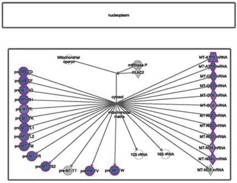 Ribosomal RNA (rRNA) RNA-processing pathway in AD. The downregulated genes involved in the rRNA processing canonical pathway were obtained from IPA software (based on negative Z-scores, highlighted in blue) in severe AD.