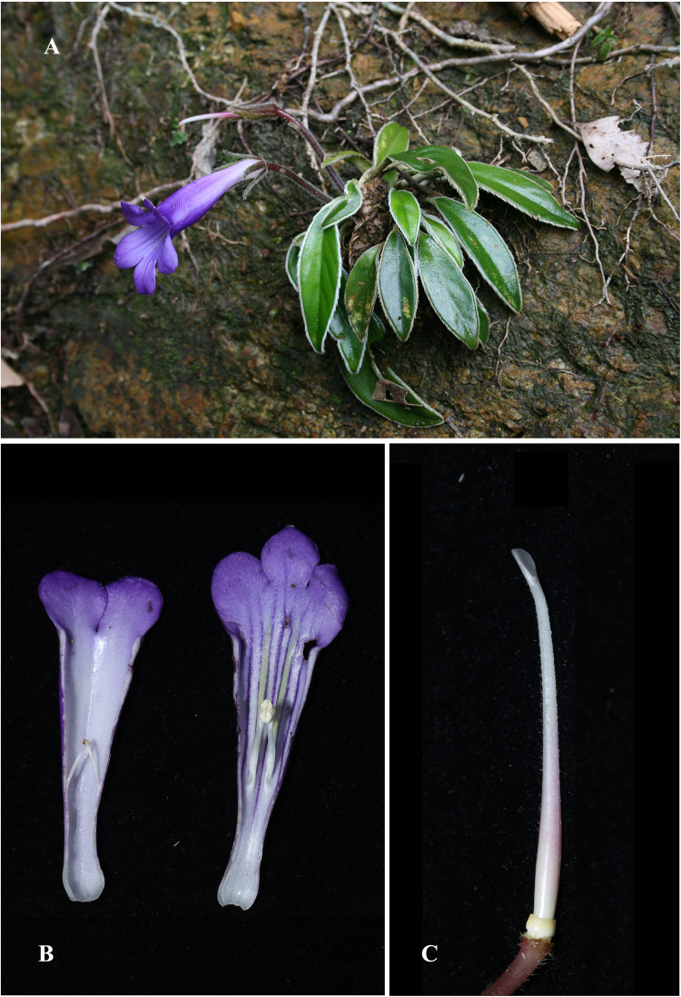 Langbiangia poilanei.(A) Habit. (B) Corolla, longitudinal dissection with stamens. (C) Disc, ovary and style. Photos by Hong Truong Luu and Minh Tri Dang.