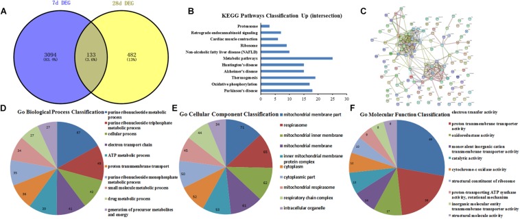 GO function and PPI network analysis of the conjunct DEGs at 7th and 28th day after surgery. (A) The intersection genes between 7 and 28 days DEGs; (B) KEGG Pathways Classification of intersection genes; (C) protein–protein interaction networks of intersection genes; (D–F) GO function analysis of the intersection genes including biological process, cellular component and molecular function.