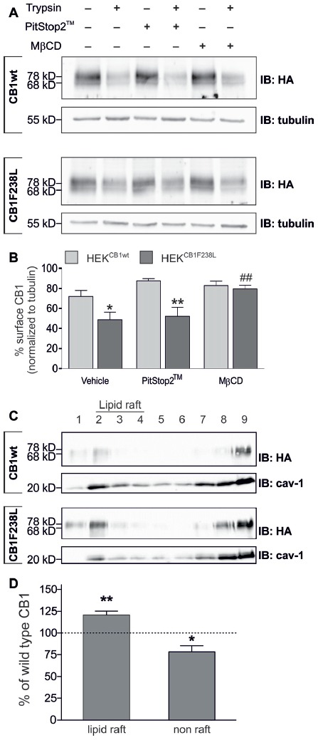 Surface expression of HA-CB1F238L compared with HA-CB1wt after inhibition of clathrin coated pit or caveolae mediated endocytosis. (A) HEK293 cells stably expressing HA-CB1wt or HA-CB1F238L were treated either for 15 min with 20 μM PitStop2™ to inhibit clathrin coated pit endocytosis or for 30 min with 5 mM methyl-β-cyclo-dextrin (MβCD) to inhibit caveolae mediated endocytosis. Surface expression was analyzed by a trypsin protection assay. (B) Only MβCD treatment significantly increased surface expression of CB1F238L receptor. (Two way ANOVA and Bonferroni’s post hoc test. Data are presented as the mean ± SEM of n = 4 independent experiments. Surface HA-CB1 was calculated and expressed as percent of total HA-CB1 as described in “Materials and Methods” section *p < 0.05; **p < 0.01; vs. wild-type; ##p < 0.01 vs. vehicle). (C) Lipid rafts were prepared from HEK293 cells stably expressing HA-CB1wt or HA-CB1F238L and analyzed by western blot. HA signals were normalized against caveolin and values for caveolin rich fractions 2–4 were chosen as lipid raft fractions, all others as non-raft fractions (see “Materials and Methods” section). cav-1, calveolin (D) Values for CB1F238L receptor were expressed as percentage of CB1wt receptor. (One sample t-test. Data are presented as the mean ± SEM of n = 7 independent experiments. *p < 0.05; **p < 0.01).