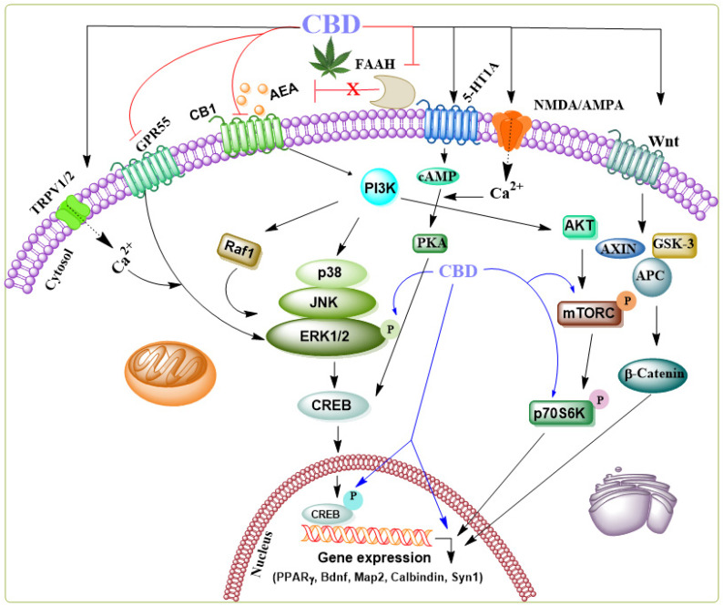 Schematic representation of the signaling pathways modulated by CBD through various receptors in the brain. CBD acts as an agonist, activating several receptors such as 5-HT1A, NMDA/AMPA, Wnt-Frizzled (Fz) family receptors, and TRPV1/2—additionally, CBD functions as a negative allosteric modulator of CB1 and an inhibitor of FAAH, an enzyme involved in the degradation of anandamide (AEA) and an antagonist of GPR55. While the precise mechanisms of action in specific neurodegenerative diseases remain unclear, the collective synergistic effects of CBD have been shown to contribute to its neuroprotective role in several neurological disorder models. CBD’s influence on the ERK1/2 [52], PI3K/AKT [53], and pCREB [60] pathways, which are critical for regulating genes required for cell death, survival, neurogenesis, and synaptic plasticity, including BDNF, MAP-2, synapsin 1, calbindin, and PPARγ, suggests its potential to elicit neuroprotective effects.