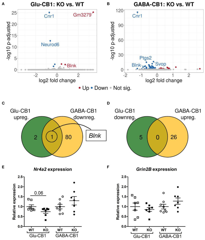 Transcriptomic profiles from Glu-CB1-KO and GABA-CB1-KO mice in the basal state. (A,B) Volcano plots showing differentially expressed genes (red and blue dots) found when comparing Glu-CB1-KO (A) and GABA-CB1-KO (B) mice to their respective CB1-WT in their basal state. Red dots represent upregulated genes resulting from this comparison, whereas blue dots indicate downregulated genes. Labels of the top3, dichotomic, and qPCR-validated DEGs are shown. Non-significant genes are colored in gray. (C,D) Venn diagrams to visualize the number of dichotomic genes found between Glu-CB1 and GABA-CB1 DEGs in the basal state, i.e., those genes that appear up-regulated in one of the conditional CB1-KO lines and down-regulated in the other, or vice versa. (E) Expression levels derived from qPCR of the transcription factor Nr4a2 for each of the genotypes analyzed in the basal state. (F) Expression levels derived from qPCR of the gene Grin2B for each of the genotypes analyzed in the basal state. RT-qPCR data normalized to β-actin. Bars represent mean ± SEM. Unpaired t-Test with Welch's correction when variances between groups were different.