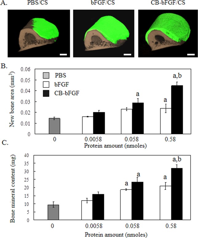 3D micro-CT analysis of rat femurs two weeks after grafting collagen sheets loaded with CB-bFGF. A: 3D micro-CT image, A-1: PBS, A-2: 0.58 nmol bFGF, A-3: 0.58 nmol CB-bFGF. Green color: new bone; brown color: existing bone. The scale bars indicate 1 mm. B: New bone area, and C: Bone mineral content after grafting collagen loaded with various amounts of either bFGF or CB-bFGF. Data are presented as the mean ± S.E. (n = 8). a: p < 0.05 compared with the control group. b: p < 0.05 compared with the dose-matched group. [Color figure can be viewed in the online issue, which is available at wileyonlinelibrary.com.]