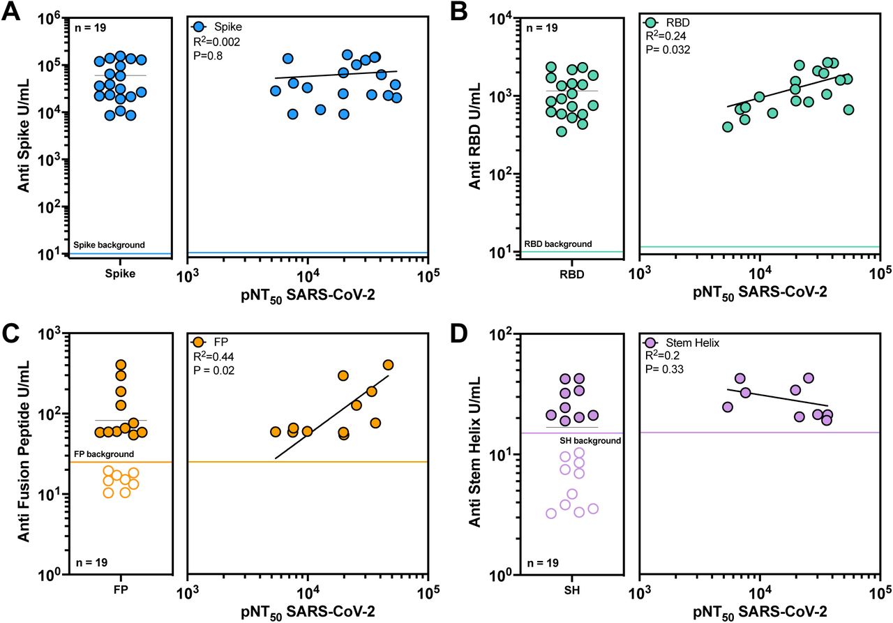 RBD and fusion peptide specific antibody titers correlate with neutralizing activity.(A-D, left) Unit/mL (U/mL) of antigen specific antibody was assessed for a cohort of broad and potent neutralizers (average of n = 2 technical replicates). All U/mL were calculated using an antigen specific ELISA and were defined as the equivalent reactivity to 1 µg/mL binding of the following antibodies: RBD182 for Spike (A) and RBD (B), 76E1 for FP (C), S2P6 for SH (D). A negative control antibody (2A10) at the same concentration as the serum dilution was included to determine cutoff values to define background serum binding. Data below the cutoff were excluded from subsequent correlation analyses. (A-D, right) Log-log regression analyses were performed on neutralization versus anti-Spike IgG (A), anti-RBD IgG (B), anti-FP IgG (C), and anti-SH IgG (D). Pearson correlations were performed and R2 and p values are indicated.