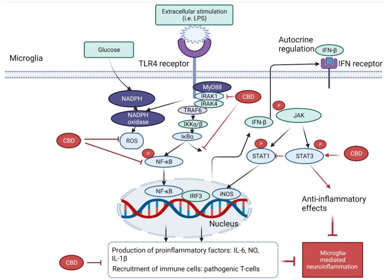 Schematic diagram of anti-neuroinflammatory effects of CBD related to NF-κB and STAT-3 pathways. The activation of TLR4 of microglia stimulates the production of ROS by NADPH oxidase, leading to the activation of the NF-kB and STAT1 signalling pathways and the subsequent production of proinflammatory mediators, such as TNF-α, IL-6, IFNβ and IL-1β. On the other hand, MyD88 activation also stimulates the uptake of glucose and synthesis of NADPH, which led to oxidative stress (ROS). CBD was found to minimize the oxidative stress and reduced the release of proinflammatory mediators through the inhibition of NADPH oxidase and modulating NF-kB/STAT signalling pathways.