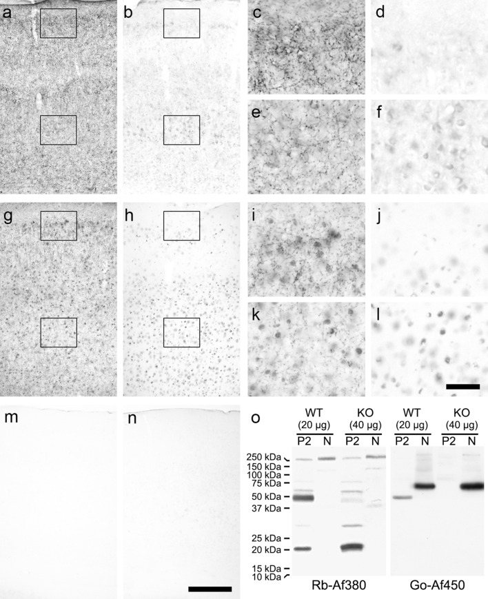 Anti-CB1 receptor immunohistochemical staining in sulphide-fixed parietal cortex sections and Western blot analysis of P2 and N fractions from CB1-WT and CB1-KO mice generated by the Ledent’s lab (Ledent et al. 1999) using the rabbit polyclonal Af380 and the goat polyclonal Af450 antibodies. a–f Micrographs showing the distribution of immunoreactivity produced by the Af380 antibody in the parietal cortex of CB1-WT (a, c, e) and CB1-KO (b, d, f) mice. Framed areas in panoramic images a and b are shown at higher magnification in c, d and e, f respectively. g–l Micrographs showing the distribution of immunoreactivity produced by the Af450 antibody in the parietal cortex of CB1-WT (g, i, k) and CB1-KO (h, j, l) mice. Framed areas in panoramic images g and h are shown at higher magnification in i–k and j–l, respectively. m–n Low-magnification micrographs showing the absence of immunostaining in the parietal cortex of CB1-WT (m) and CB1-KO (n) when Af450 antibody was used after being preabsorbed with the immunizing peptide. Scale bars: 200 µm in n (applies to a, b, g, h, m, n), 50 µm in l (applies to c–f, i–l). o Western blot analysis of P2 and N fractions isolated from the adult mouse brain cortex of Ledent’s CB1-WT and CB1-KO mice using either the Af380 (left immunoblot) or Go-Af380 (right immunoblot) antibodies. Double amount of protein was loaded from CB1-KO mice samples