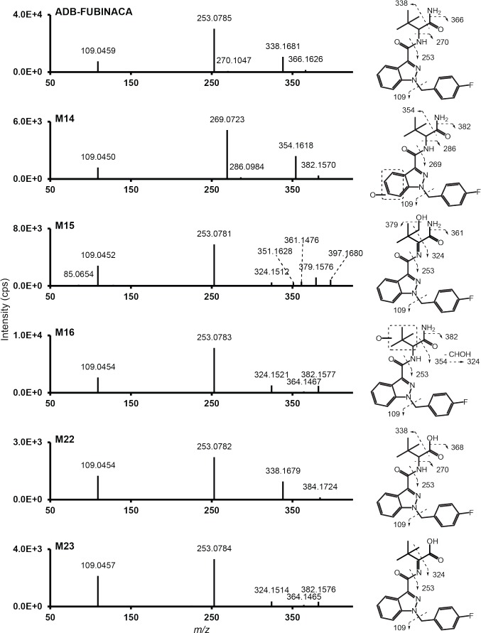 ADB-FUBINACA and major metabolites’ MS/MS spectrum and assigned fragmentation patterns. Metabolites are presented in ascending retention time order.