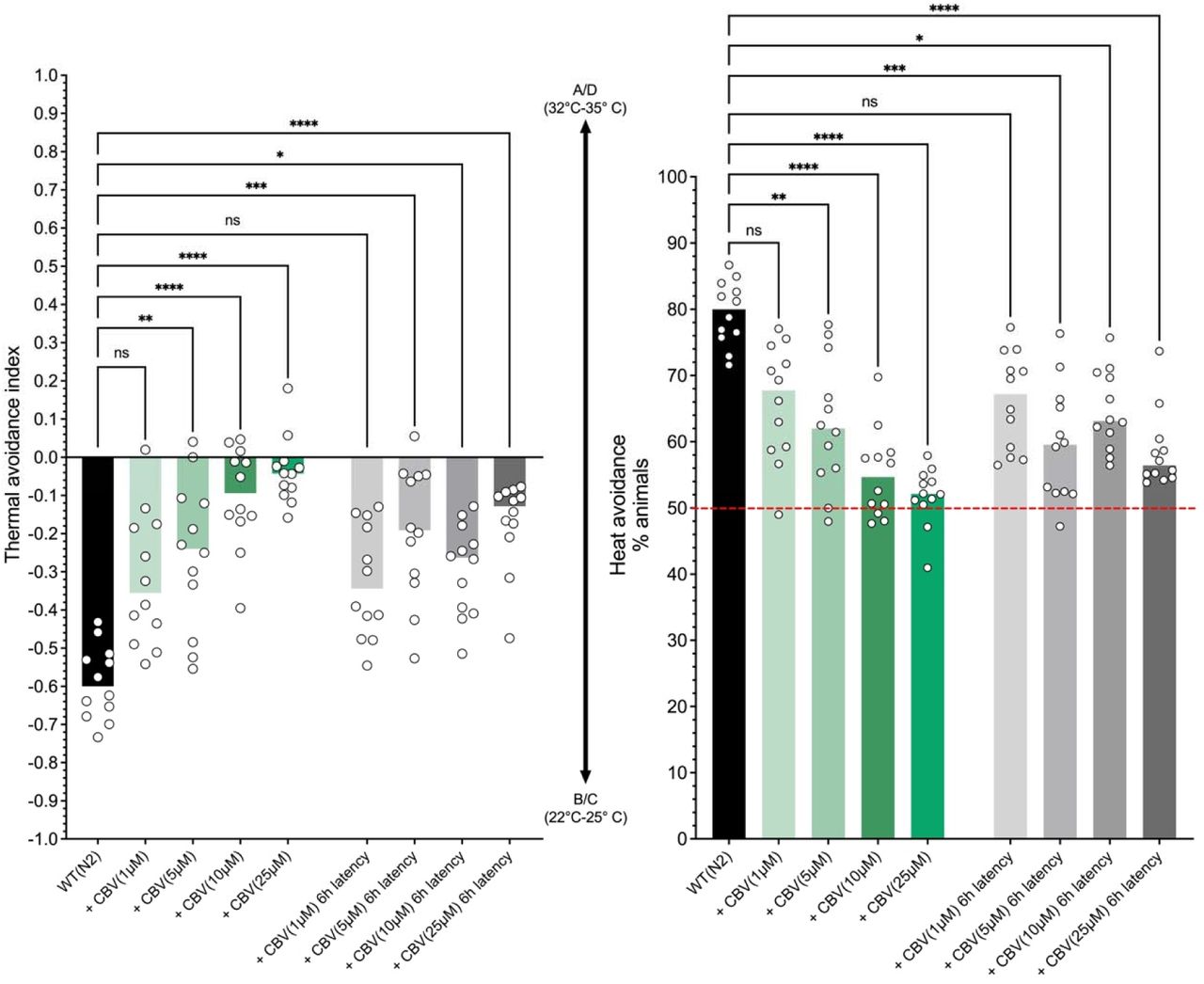 Evaluation of the pharmacological effects of CBV on thermal avoidance behavior in C. elegans. Nematodes were exposed to CBV for 60 minutes before undergoing behavioral assays. Data points represent individual values, with medians shown, derived from at least 12 independent experiments per experimental group. CBV demonstrates dose-dependent effects, significantly impairing thermal avoidance responses in C. elegans. Residual antinociceptive effects are marked 6 hours post-exposure. ****p < 0.0001, *** p < 0.001, ** p < 0,01, * p < 0.05 (non-parametric Kruskal-Wallis analysis followed by Dunn’s multiple comparisons test).