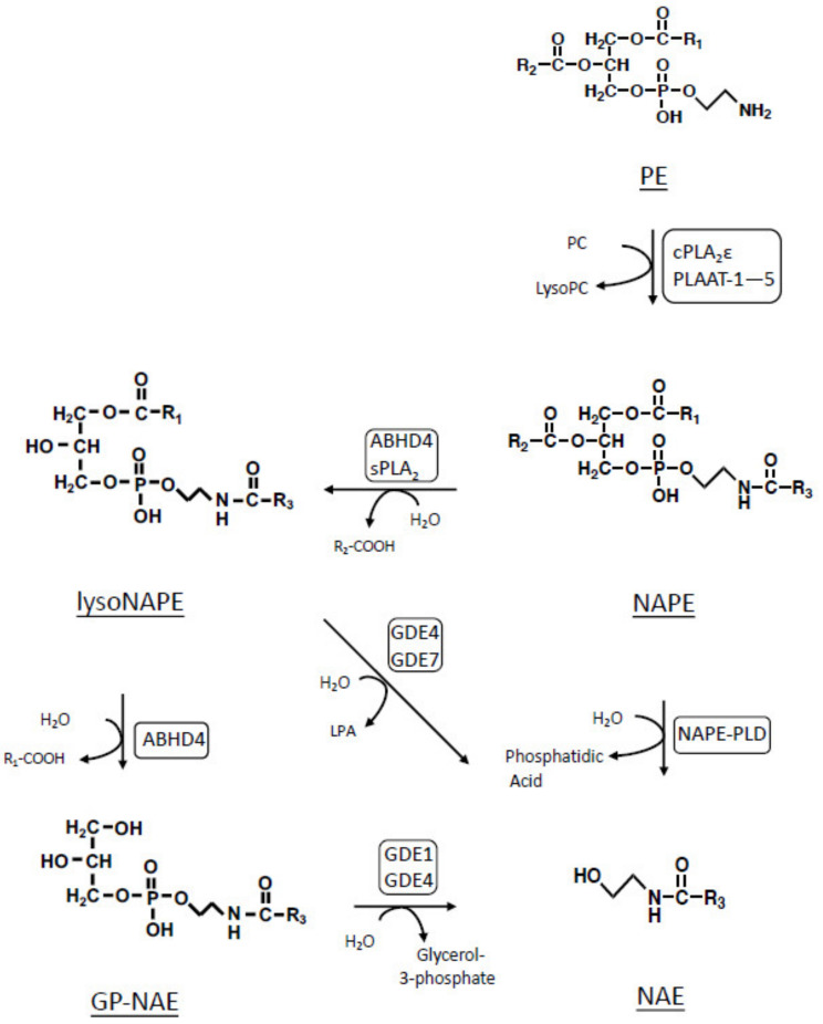 Biosynthetic pathways of NAE in mammals. PLAAT: phospholipase A and acyltransferase.