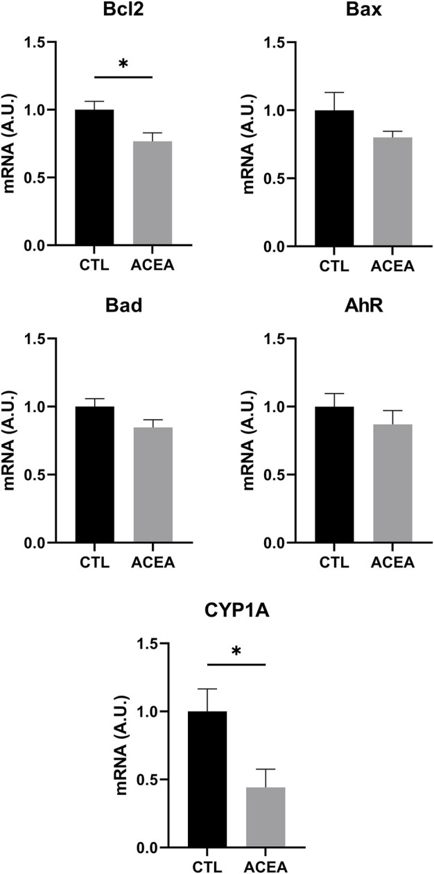 qRT-PCR of Bcl-2, Bax, Bad, AhR, and CYP1A1 of retinas from ACEA-treated eyes and their respective CTL. Means and standard deviations are shown. *p < 0.05.