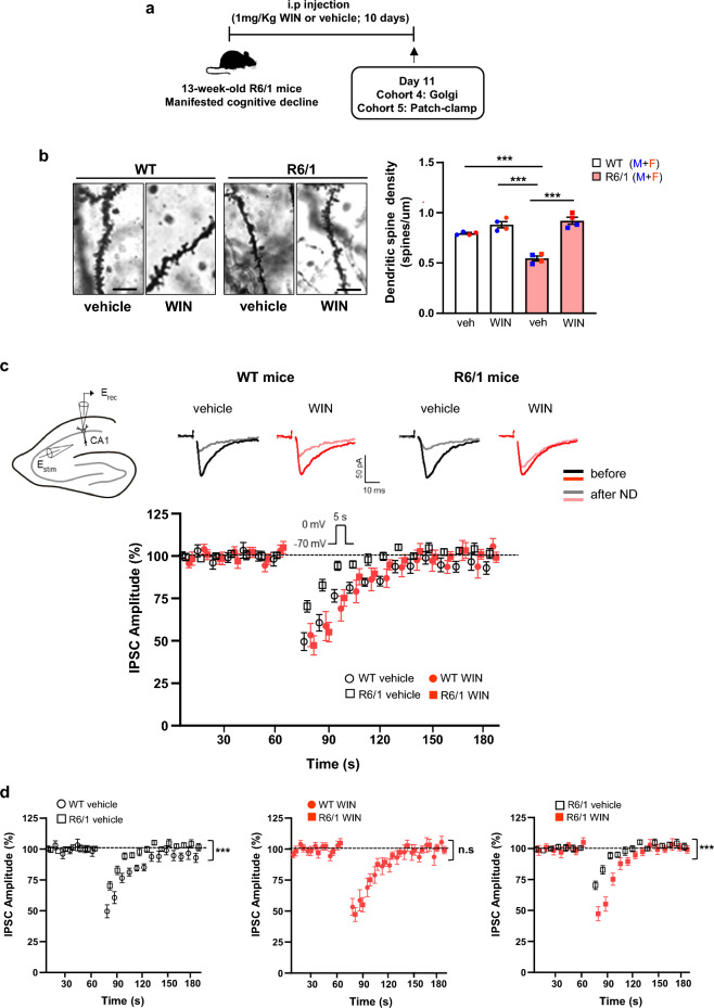 Sub-chronic WIN-55212–2 treatment restores structural plasticity and enhances depolarization-induced suppression of inhibition (DSI) in the hippocampus of R6/1 mice. a Timeline of the experiments. b Representative photomicrographs of Golgi-stained apical dendrites from CA1 pyramidal neurons in the stratum radiatum in vehicle- and WIN-treated WT and R6/1 mice. Right, dendritic spine density (spines/μm) quantified from > 50 dendrites per group (n = 4 mice per group and genotype). Two-way ANOVA revealed significant effects of WIN treatment (F(1, 12) = 15.72, P = 0.0019) and genotype (F(1, 12) = 71.53, P < 0.0001). Tukey's post-hoc test indicated ***P < 0.001. Scale bar, 5 μm. c Representative traces of inhibitory postsynaptic currents (IPSCs) recorded (average from 2 responses) from CA1 pyramidal neurons before and after a 5-s depolarizing step to 0 mV. Lower panel, normalized average IPSC amplitudes before and after depolarization. Vehicle-treated WT (n = 13 neurons; 3 mice), vehicle-treated R6/1 (n = 18 neurons; 2 mice), WIN-treated WT (n = 12 neurons; 5 mice), and WIN-treated R6/1 (n = 17 neurons; 4 mice). d Normalized average IPSC amplitudes across all groups. Mean ± SEM. Statistical significance was determined using two-way ANOVA with Bonferroni post-hoc test. Both male and female mice were included in all analysis