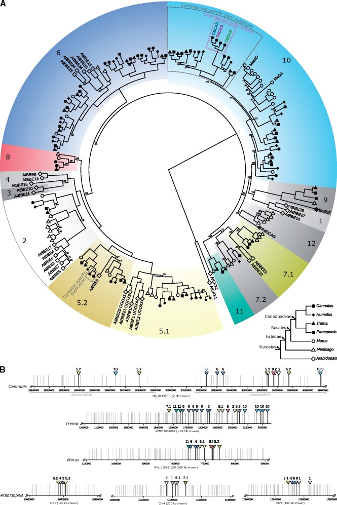 Eurosid berberine bridge enzyme gene family analysis. (A) Gene tree based on protein sequences showing that cannabinoid oxidocyclases comprise a Cannabis-specific clade. Shapes indicate sampled species Cannabis sativa (solid circles; N = 30), Humulus lupulus (solid diamonds; N = 24), Parasponia andersonii (solid squares; N = 25), Trema orientalis (solid triangles; N = 26), Morus notabilis (open circles; N = 24), Medicago truncatula (open triangles; N = 23), and Arabidopsis thaliana (open diamonds; N = 29), stars indicate additional sequences from Rhododendron dauricum and Eschscholzia californica. Colored blocks indicate the identified groups 1–12; node labels indicate posterior probabilities below 1.0. Bottom right inset shows known relationships among sampled species. (B) genomic colocalization of berberine bridge enzymes in C. sativa cultivar “CBDRx”, T. orientalis, M. notabilis, and A. thaliana. Grey horizontal bars indicate contigs in the Cannabis chromosomal scaffold shown in figure 4A. Vertical lines indicate locations of annotated genes; berberine bridge enzymes are indicated with triangles in color and numbering consistent with those in (A). For displaying purposes, genomic scaffolds are not shown in the same scale (size shown is indicated).
