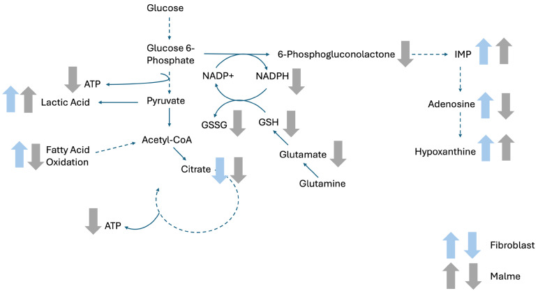 Pathway representation of the interconnected and differentially affected pathways as a result of CBD treatment. As shown, there was a clear differential response in the Malme cell line, where there was a clear reduction in ATP, glutamate, GSH, GSSG, adenosine, and fatty acids. In contrast, while the fibroblast cell line did experience an overall reduction in citrate with a corresponding elevation of lactic acid, there was no additional reduction in the glutathione related metabolites. In contrast to the Malme cell line, we saw an overall elevation of fatty acid metabolites, suggesting a metabolic switch to fatty acid oxidation to compensate for reduced citrate. As a result, the fibroblast cell line was able to maintain ATP levels, while the more-aggressive Malme cell line could not. Dashed arrows represent metabolic pathways with multiple intermediates not visible; full arrows show direct pathways with immediate precursors and products shown.