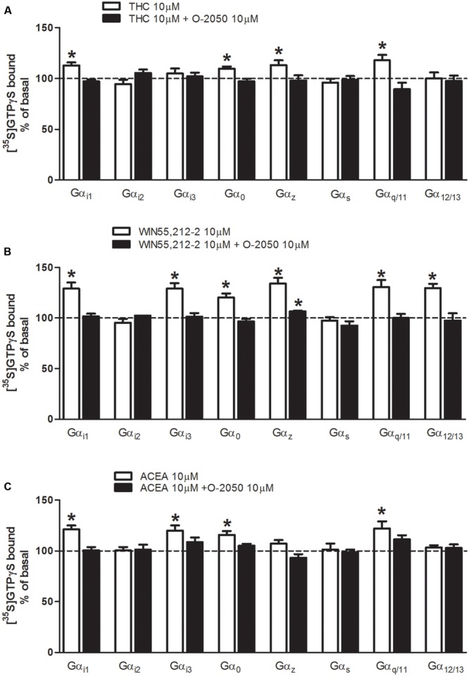 Effects of THC, WIN55212-2, and ACEA on G protein activation in mouse brain membranes. [35S]GTPγS scintillation proximity assays coupled to immunoprecipitation with specific antibodies against different Gα subunits (Gαi1, Gαi2, Gαi3, Gαo, Gαz, Gαs, Gαq/11, and Gα12/13) in mouse brain cortical membranes co-incubated with (A) THC (10 μM) (B) WIN55212-2 (10 μM), or (C) ACEA (10 μM) in the presence or absence of the antagonist O-2050 (10 μM). Data are shown as percentage of [35S]GTPγS basal binding values obtained for each specific subunit. Bars represent mean ± SEM of four to six different experiments carried out in triplicate. Asterisks highlight those normalized values of stimulation or inhibition of basal binding which are statistically different from 100% (Student’s t-test; ∗p < 0.05).