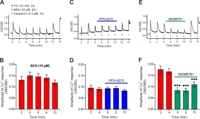 AEA-induced Ca2+ transients in DRG neurons were diminished by TRPV1 inhibition. (A) A series of five consecutive applications of a high concentration of AEA (10 µM, 2 s) was employed to induce Ca2+ transients in nociceptive DRG neurons. KCl (30 mM, 2 s) was applied before and after the AEA applications. At the end of the experiment, capsaicin (0.5 µM, 3 s) was used. All applications were conducted at 2-min intervals, as demonstrated on a single neuron recordings. (B) Five consecutive applications of AEA (10 µM, 2 s, n = 59) evoked Ca2+ transients of similar amplitude. (C) The recording from a single DRG neuron shows a prolonged application of the CB1 receptor antagonist PF514273 performed after two brief AEA applications. (D) This application of PF514273 did not change the AEA-induced amplitude of Ca2+ transients (n = 94). (E) The recording from a single DRG neuron shows a prolonged application of the TRPV1 antagonist SB366791 performed after two brief applications of AEA. (F) This application of SB366791 significantly decreased the AEA-induced amplitude of Ca2+ transients in the whole period of antagonist application (n = 101). The statistical analysis was conducted using a RM one-way ANOVA (Dunnett’s test), with the following significance levels: ∗∗∗p < 0.001.