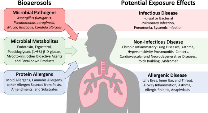 Exposure to complex bioaerosol constituents relevant to cannabis workplaces may contribute to diverse respiratory and systemic effects. Cannabis cultivation and manufacturing facilities harbor airborne bacteria, fungi, plant matter, and other bioaerosol constituents. Airborne pathogens may be inhaled and could result in infection, particularly in susceptible individuals. Other bioaerosol constituents like microbial metabolites and protein allergens are associated with non-infectious and allergenic respiratory diseases. The complex nature of bioaerosols, challenges assessing worker exposure, lack of diagnostic and research tools, and the Schedule I status of cannabis all contribute to the limited data available to directly connect cannabis-relevant bioaerosol exposure to respiratory disease in workers. Therefore, clear causal relationships between bioaerosol exposure and respiratory effects are not fully elucidated